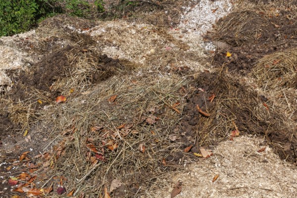 Pile of manure mixed with leaves, woodchips and straw for use as organic fertilizer for growing