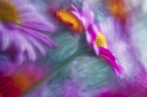 Artistic close-up of an Aster (Aster), showing its delicate petals and yellow center, captured with