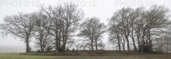 English oaks (Quercus robur) in fog, Emsland, Lower Saxony, Germany
