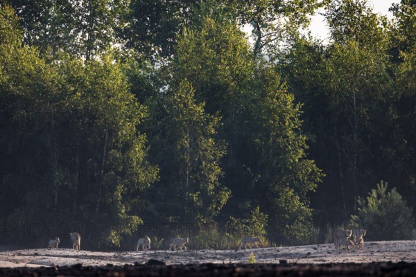A pack of wolves (Canis lupus), consisting of three adults with seven pups, on the way to the