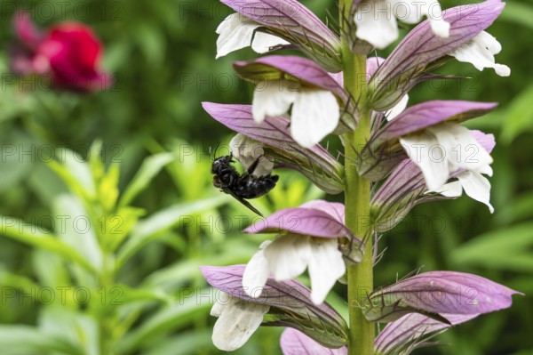 Wood bee (Xylocopa) on a flower of Acanthus spinosus (Acanthus spinosus) . Baden-Württemberg,