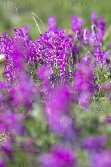 Alpine sweet clover (Hedysarum alpinum) also known as Eskima potato or bear's root, purple flowers,