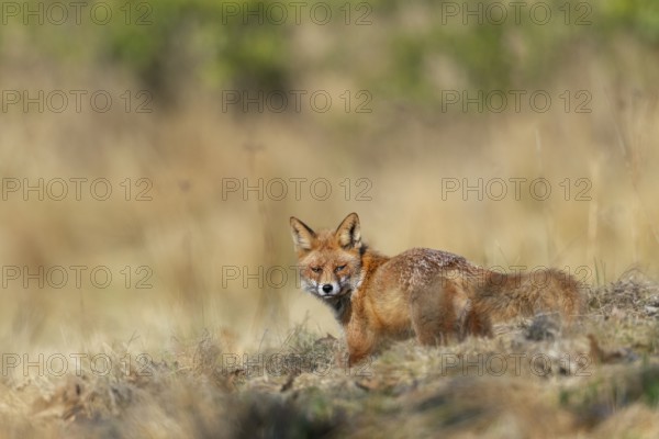 A red fox (Vulpes vulpes) in front of its den, rearing its young, spring, Germany