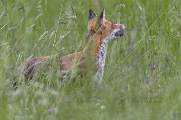 Red fox pheasant (Vulpes vulpes) with captured mouse for the cubs, rearing cubs, early summer,