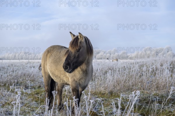 Horse in winter landscape with clear sky and frost-covered plants, Konik, Konik horse, Konik pony