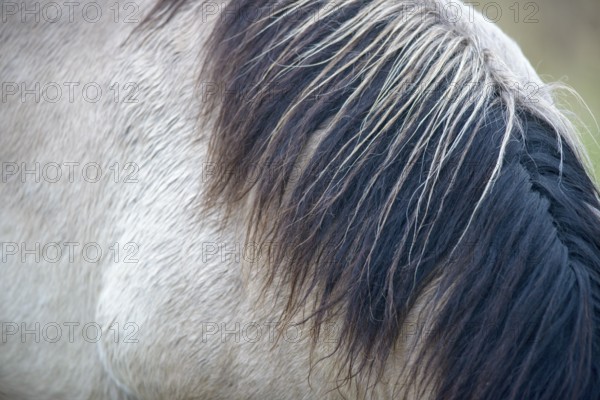 Close-up of a horse's mane in the winter light, Konik, Konik horse, Konik pony (Equus caballus