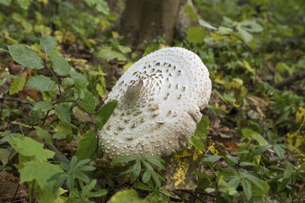 Common giant umbrella on forest floor, parasol mushroom, Granitz Nature Reserve, Southeast Rügen