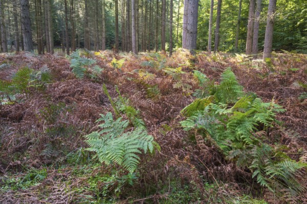 Forest soil with green and brown fern, Granitz Nature Reserve, Southeast Rügen Biosphere Reserve,