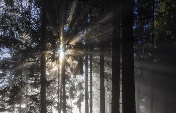 Spruce forest in morning fog with sunbeams, autumn, Mondseeland, Salzkammergut, Upper Austria,