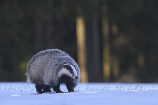European badger (Meles meles), foraging in a snowy landscape in the last light, Swabian Alb