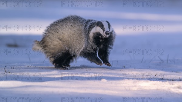 European badger (Meles meles), jumping in a snowy landscape in the last light, Swabian Alb