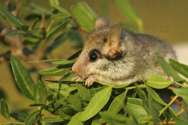 Garden dormouse (Eliomys quercinus), close-up, adult sits in a cute pose in bushes and looks with