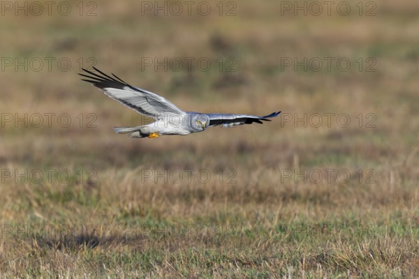 Hen harrier (Circus cyaneus), close-up, grey male flying with outstretched wings in a hunting