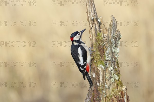Great spotted woodpecker (Dendrocopos major), male, foraging on a tree stump overgrown with moss