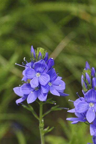 Veronica teucrium (Veronica teucrium) blue flower at the edge of a field hedge, Lahnstein,