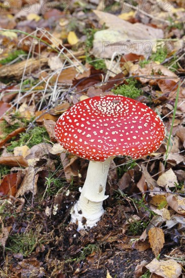 Red fly agaric (Amanita muscaria), fruiting body, in autumn leaves, close-up, Wilnsdorf, North
