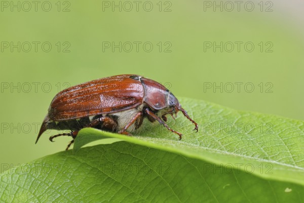 May beetle, wood cockchafer (Melolontha hippocastani), female, on leaf of a willow (Salix caprea),