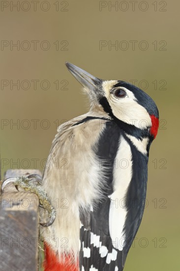 Great spotted woodpecker (Dendrocopos major), male, animal portrait, close-up, Wilnsdorf, North
