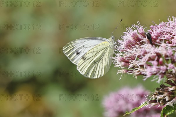 A Cabbage butterfly (Pieris brassicae) sucking nectar on the flower of a Hemp agrimony