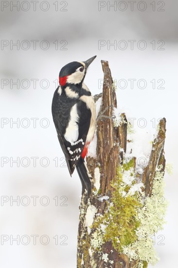 Great spotted woodpecker (Dendrocopos major), male, foraging in winter on a tree stump covered with