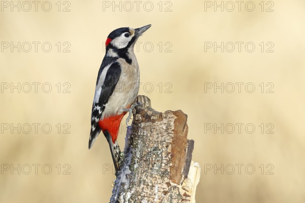Great spotted woodpecker (Dendrocopus major), male, foraging on dead wood of a common birch (Betula