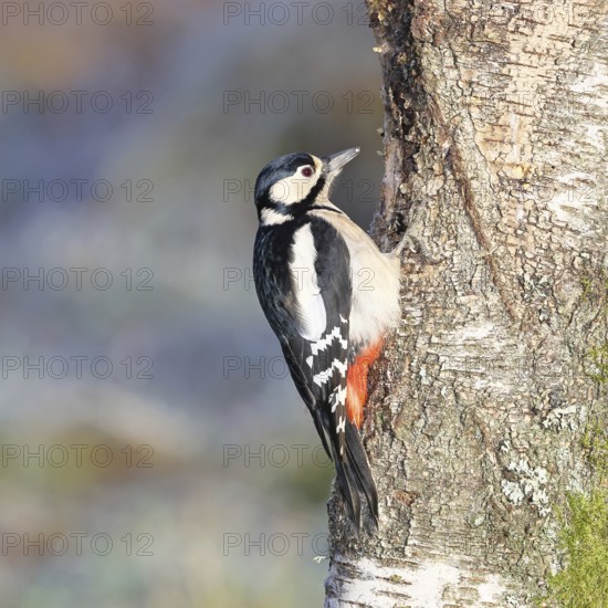 Great spotted woodpecker (Dendrocopus major), female, foraging on the trunk of a common birch