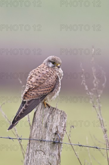 Kestrel (Falco tinnunculus), on a pasture fence post, Bieslicher Insel, Lower Rhine, North