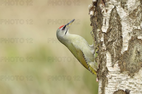 Grey-headed woodpecker (Picus canus), male sitting on the trunk of a grey birch (Betula