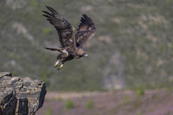 Golden eagle (Aquila chrysaetos), male, Tercel taking off from a lichen-covered rock, flight,