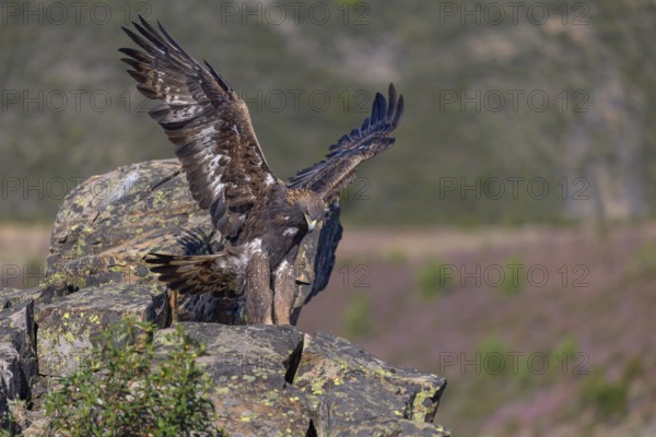 Golden eagle (Aquila chrysaetos), female landing on a lichen-covered rock, flight, flying, habitat,