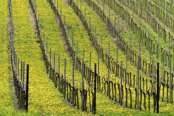 Green spring landscape in ordered rows of vineyards with blooming dandelions, Palatinate,