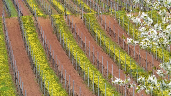 Grapevines in spring with yellow dandelions between accurate rows, Palatinate,