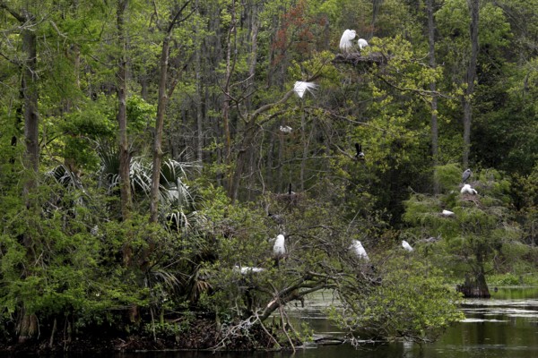 A quiet swamp with white birds in the trees, Charleston, South Carolina, USA