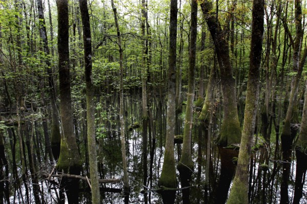 Forest and standing water in Congaree National Park in cloudy light, Congaree National Park, South