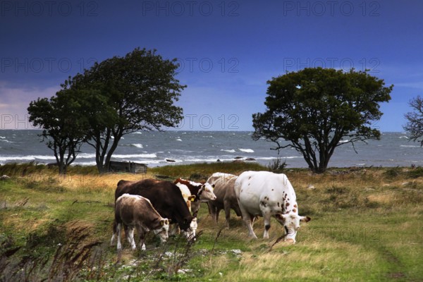 Cows graze on a coast under a blue sky with a calm atmosphere, Högklint, Gotland, Sweden