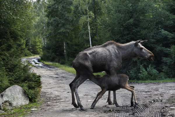 Elk cow with calf crossing a forest trail in Glasrikets Elk Park, Nybro, Kalmar, Sweden