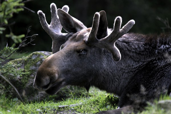 Bull elk resting in the forest of Glasriket Elk Park, Nybro, Kalmar, Sweden