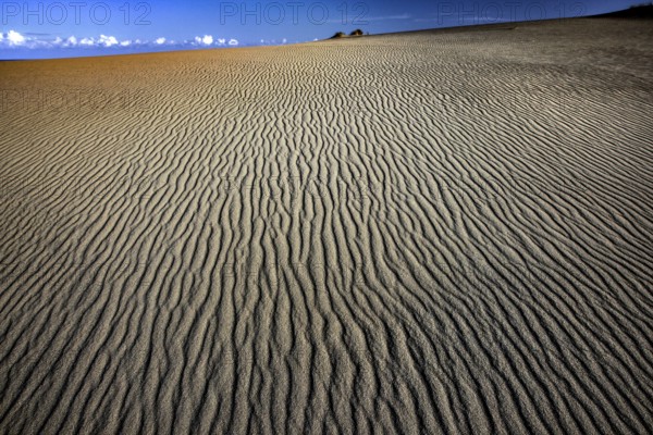 Wide, wavy sand dune landscape under blue sky on the Curonian Spit, Swan Lake, Curonian Spit,