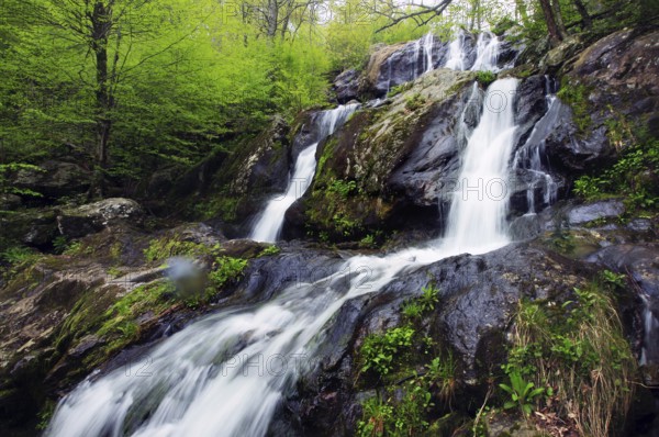 Flowing waterfall surrounded by green nature in Shenandoah National Park, Shenandoah, Virginia, USA