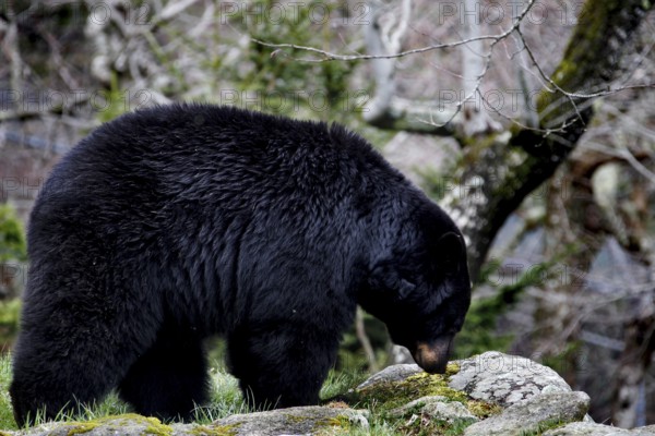 American Black Bear foraging among rocks and tree trunks in Grandfather Mountain State Park,