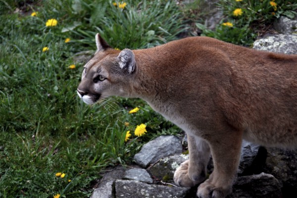 Mountain lion in hunting pose surrounded by rocks and yellow flowers in Grandfather Mountain State
