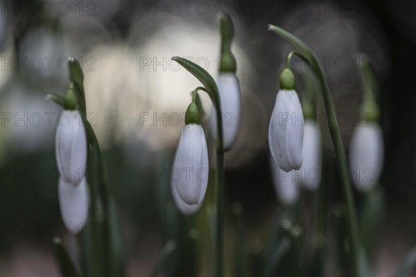 Snowdrop (Galanthus nivalis), Emsland, Lower Saxony, Germany