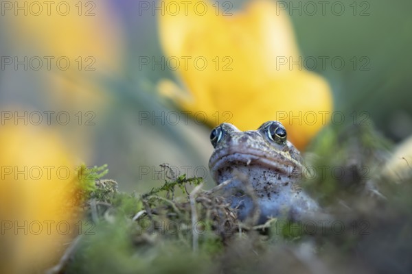 Common frog (Rana temporaria) adult amphibian amongst garden yellow crocus flowers in spring,