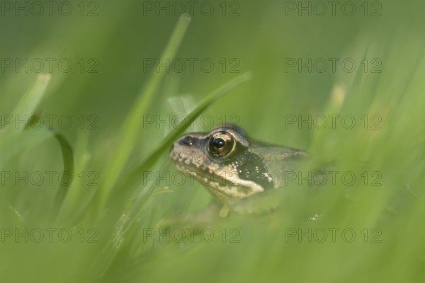 Common frog (Rana temporaria) juvenile baby froglet amphibian amongst grass of a garden lawn in