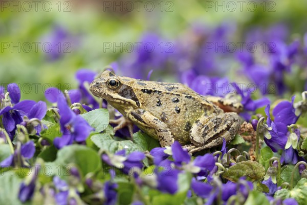 Common frog (Rana temporaria) adult amphibian amongst garden blue violet flowers in spring,