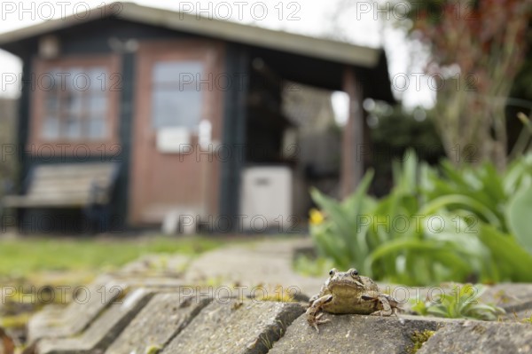 Common frog (Rana temporaria) adult amphibian in a garden with a shed in the background in spring,