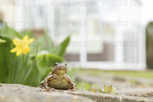Common frog (Rana temporaria) adult amphibian in a garden with a conservatory in the background in