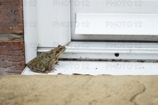 Common frog (Rana temporaria) adult amphibian on a house door step in spring, England, United