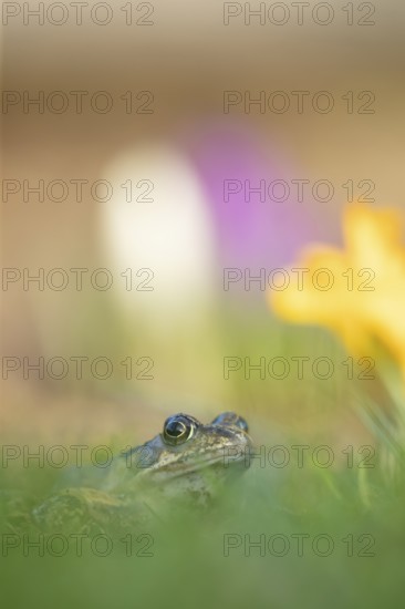 Common frog (Rana temporaria) adult amphibian amongst garden crocus flowers in spring, England,