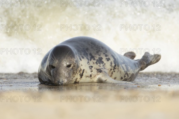 Atlantic grey seal (Halichoerus grypus) adult animal on a beach with a sea wave breaking in the